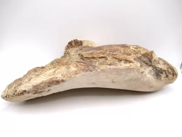 Genuine Cretaceous Age Goulmimichthys Fish Skull Fossils for Sale from Morocco #2e