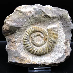 Genuine Atecoceras Heteromorph Ammonite Fossils for Sale from Morocco North Africa #1