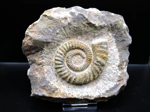 Genuine Atecoceras Heteromorph Ammonite Fossils for Sale from Morocco North Africa #1