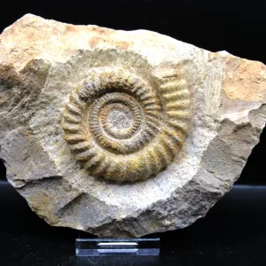 Genuine Atecoceras Heteromorph Ammonite Fossils for Sale from Morocco North Africa #2