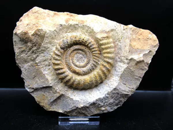 Genuine Atecoceras Heteromorph Ammonite Fossils for Sale from Morocco North Africa #2