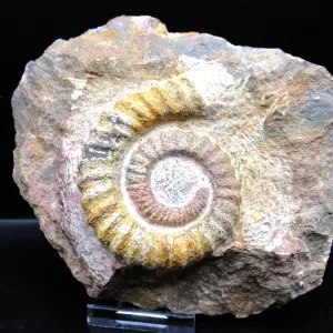 Genuine Atecoceras Heteromorph Ammonite Fossils for Sale from Morocco North Africa #3