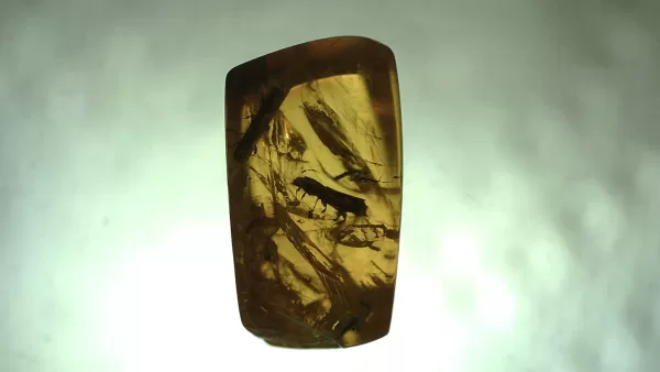 Genuine Baltic Amber with Insect for Sale #11