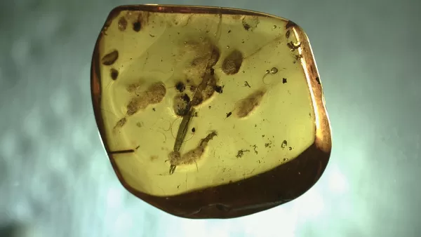 Genuine Baltic Amber with Insect for Sale #120