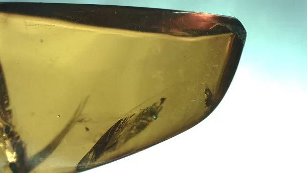 Genuine Baltic Amber with Insect for Sale #125a