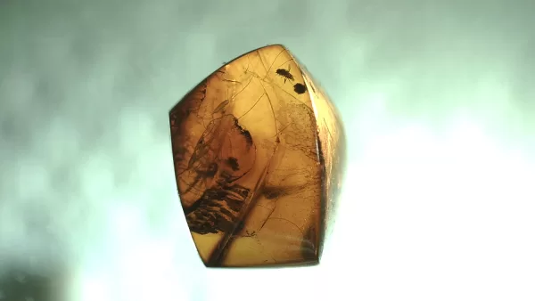 Genuine Baltic Amber with Insect for Sale #129