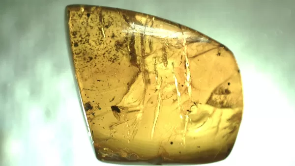 Genuine Baltic Amber with Insect for Sale #138