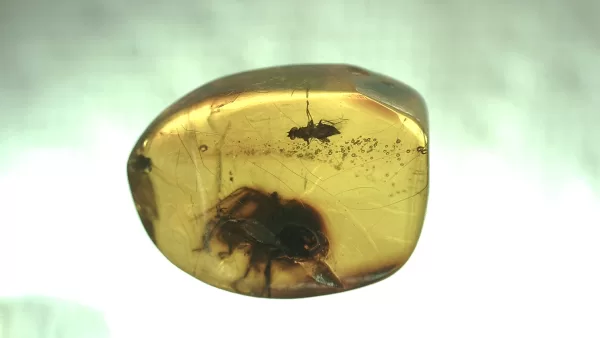 Genuine Baltic Amber with Insect for Sale #149