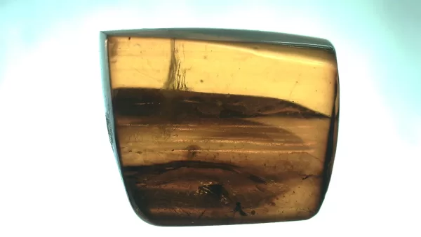 Genuine Baltic Amber with Insect for Sale #15