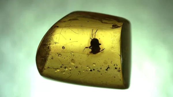 Genuine Baltic Amber with Insect for Sale #20