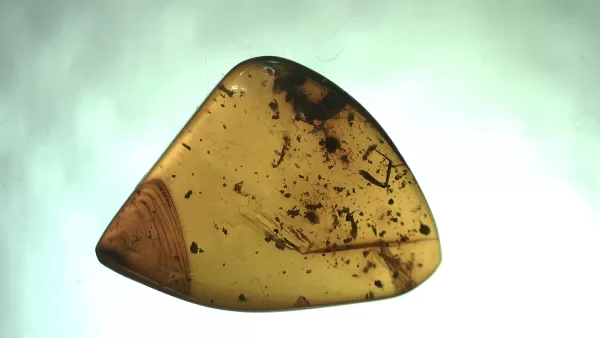 Genuine Baltic Amber with Insect for Sale #28