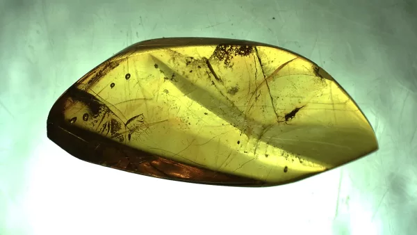 Genuine Baltic Amber with Insect for Sale #3