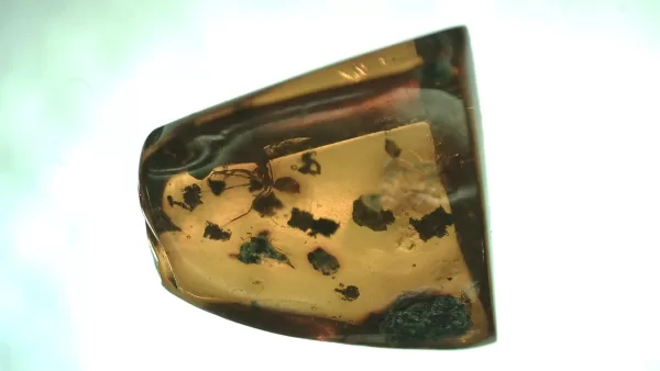 Genuine Baltic Amber with Insect for Sale #46