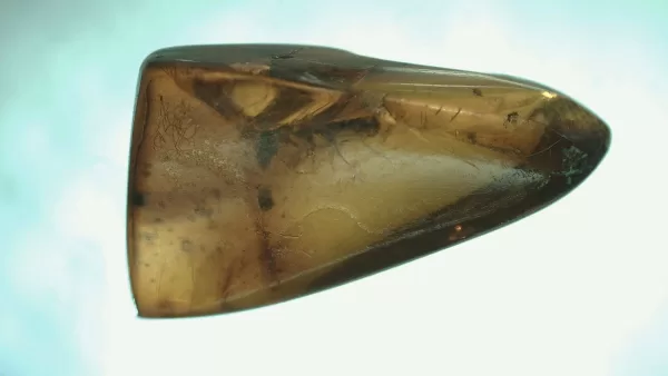 Genuine Baltic Amber with Insect for Sale #47