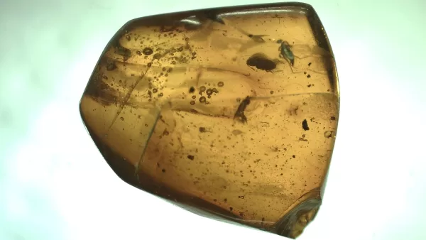 Genuine Baltic Amber with Insect for Sale #51