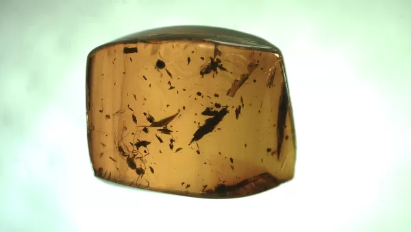 Genuine Baltic Amber with Insect for Sale #53