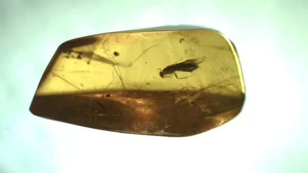 Genuine Baltic Amber with Insect for Sale #58