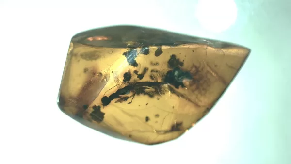 Genuine Baltic Amber with Insect for Sale #74