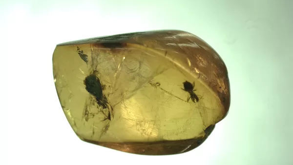 Genuine Baltic Amber with Insect for Sale #77