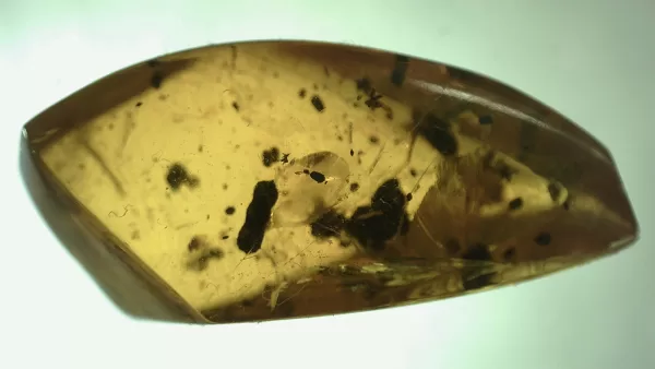 Genuine Baltic Amber with Insect for Sale #80