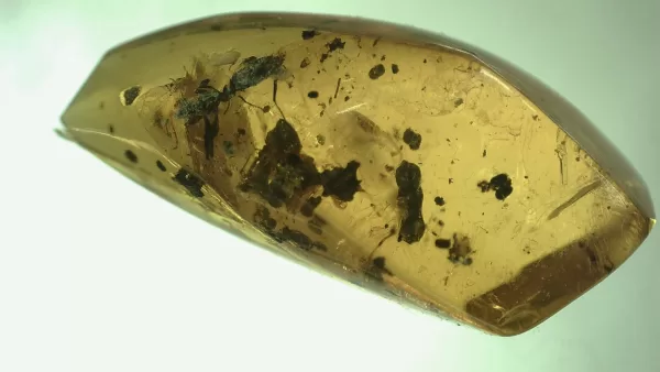 Genuine Baltic Amber with Insect for Sale #80a