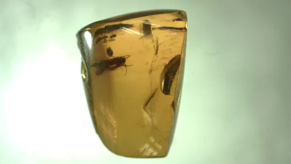 Genuine Baltic Amber with Insect for Sale #86