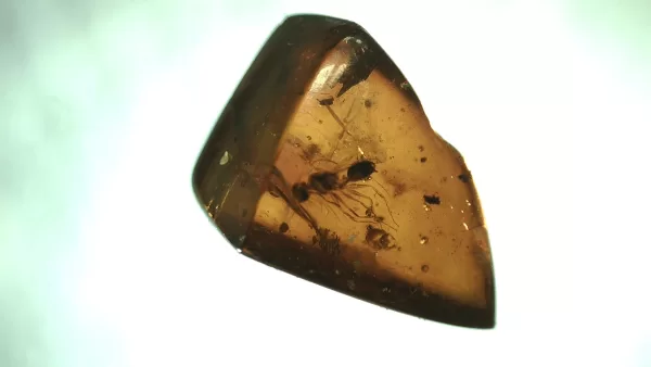 Genuine Baltic Amber with Insect for Sale #89