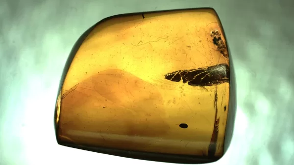 Genuine Baltic Amber with Insect for Sale #9