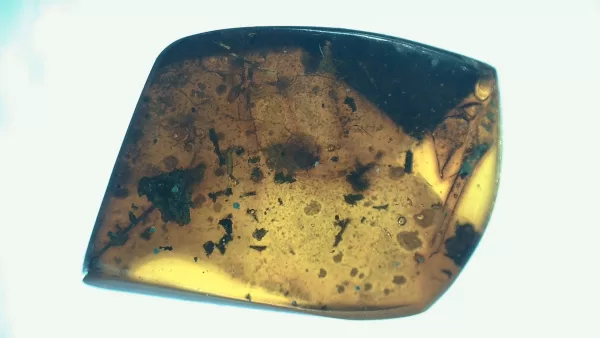 Genuine Baltic Amber with Insect for Sale #91