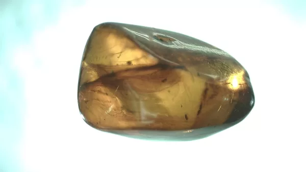 Genuine Baltic Amber with Insect for Sale #92