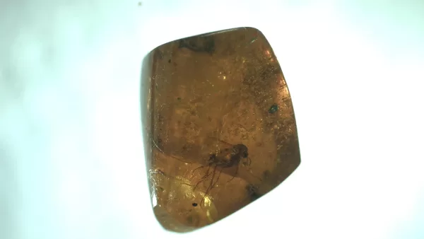 Genuine Baltic Amber with Insect for Sale #93