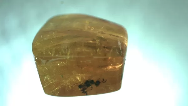 Genuine Baltic Amber with Insect for Sale #94