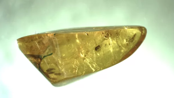 Genuine Baltic Amber with Insect for Sale #97