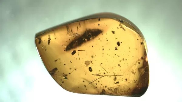 Genuine Baltic Amber with Insect for Sale #99