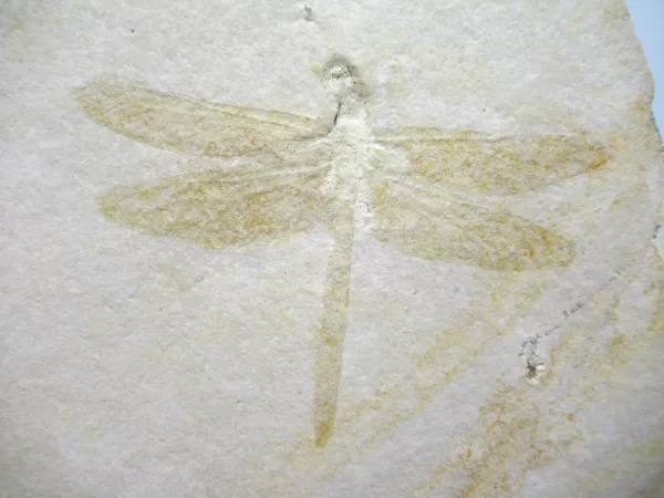 Genuine Jurassic Age Solnhofen Dragonfly Fossil for Sale From Germany #20a