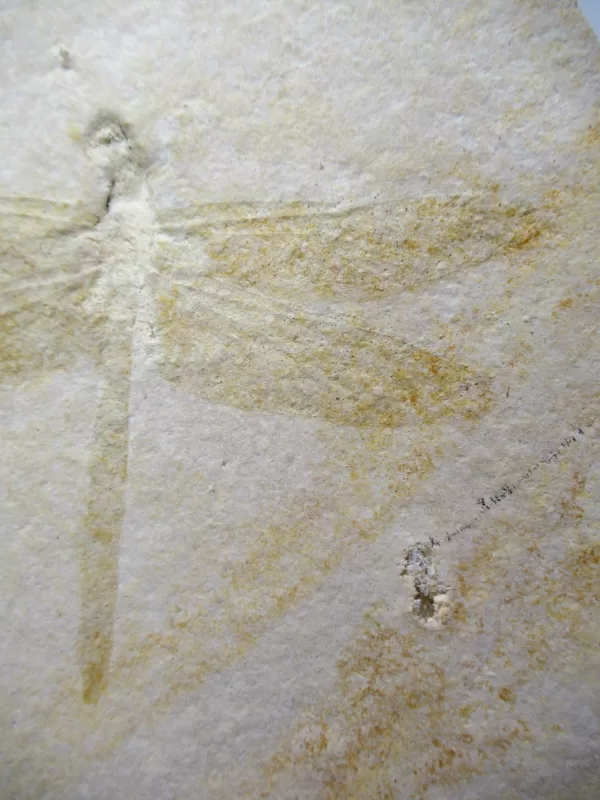 Genuine Jurassic Age Solnhofen Dragonfly Fossil for Sale From Germany #20c