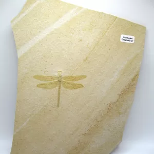 Genuine Jurassic Age Solnhofen Dragonfly Fossil for Sale From Germany #21