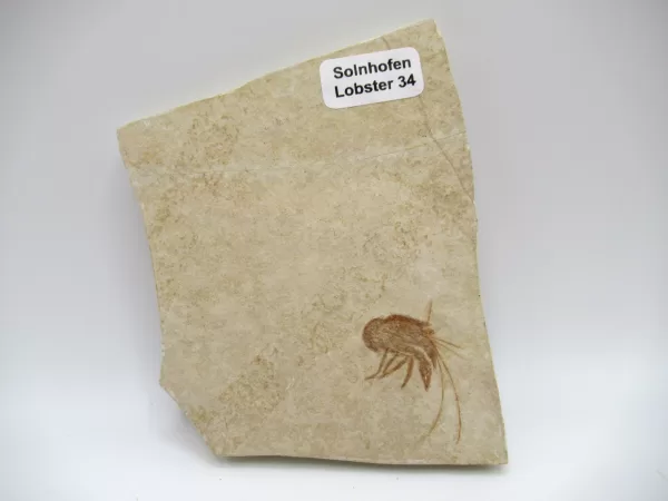 Jurassic Solnhofen Lobster #34