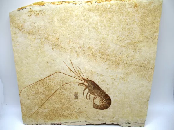 Genuine Jurassic Age Solnhofen Shrimp Fossil for Sale From Germany #29