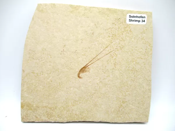 Genuine Jurassic Age Solnhofen Shrimp Fossil for Sale From Germany #34