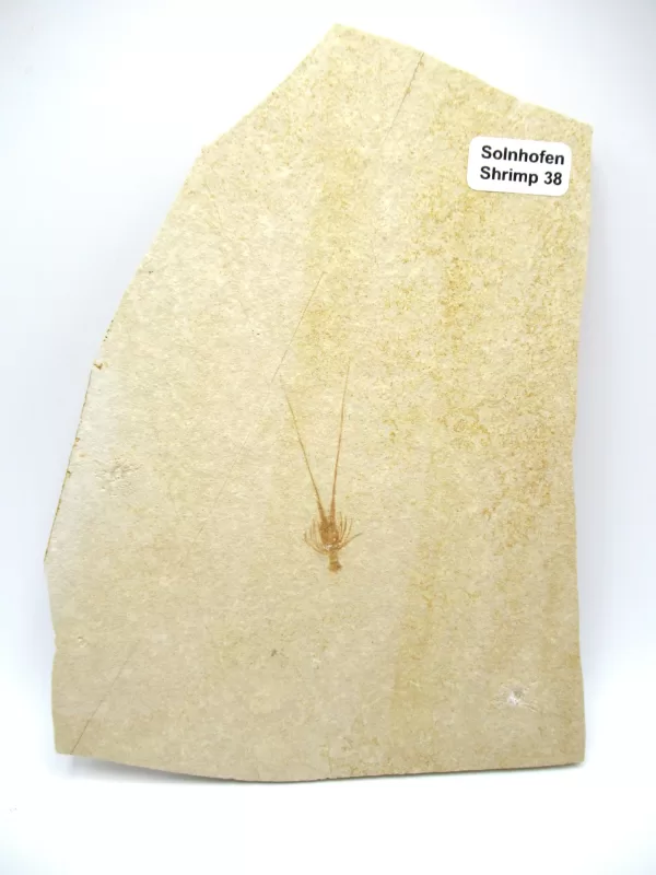 Genuine Jurassic Age Solnhofen Shrimp Fossil for Sale From Germany #38