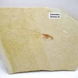 Genuine Jurassic Age Solnhofen Shrimp Fossil for Sale From Germany #42