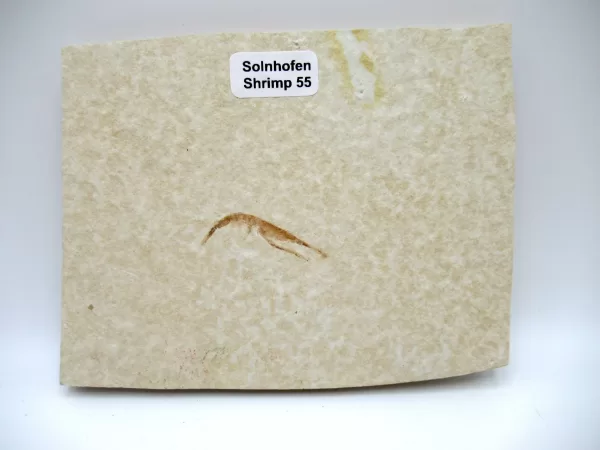 Genuine Jurassic Age Solnhofen Shrimp for Sale from Germany #55