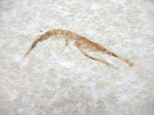 Genuine Jurassic Age Solnhofen Shrimp for Sale from Germany #55a