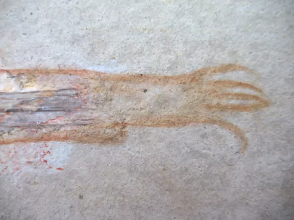 Genuine Jurassic Age Solnhofen Squid Fossil for Sale From Germany #5d