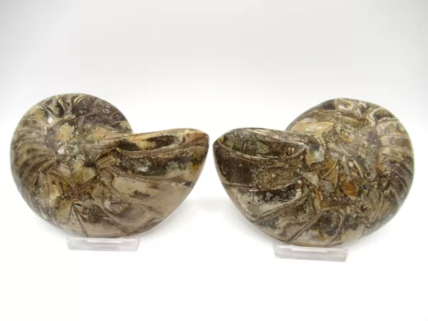 Genuine Cretaceous Age Cymatoceras Nautilus Pair Fossils for Sale from Madagascar #15c