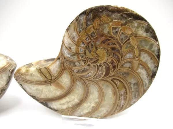 Genuine Cretaceous Age Cymatoceras Nautilus Pair Fossils for Sale from Madagascar #17b