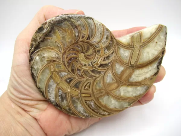 Genuine Cretaceous Age Cymatoceras Nautilus Pair Fossils for Sale from Madagascar #17d