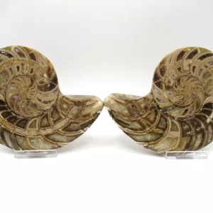 Genuine Cretaceous Age Cymatoceras Nautilus Pair Fossils for Sale from Madagascar #18