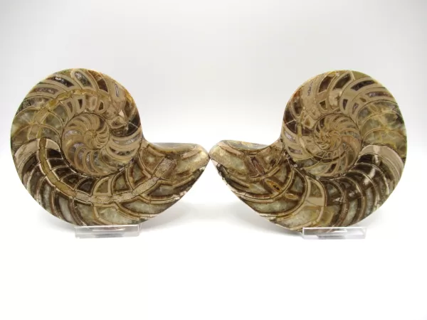 Genuine Cretaceous Age Cymatoceras Nautilus Pair Fossils for Sale from Madagascar #18